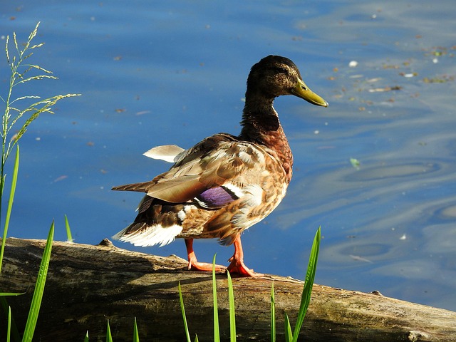 Bliv krydsordsmester: Træn din hjerne med disse øvelser